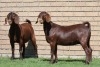 LOT 5 2X KALAHARI RED OOI/EWE (PER STUK OM LOT TE NEEM) - 4