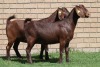 LOT 5 2X KALAHARI RED OOI/EWE (PER STUK OM LOT TE NEEM) - 5