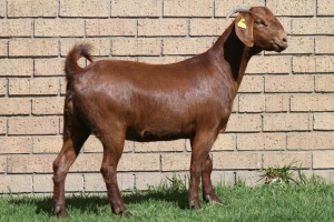 LOT 6 1X KALAHARI RED OOI/EWE