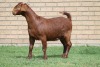 LOT 7 1X KALAHARI RED OOI/EWE