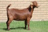 LOT 7 1X KALAHARI RED OOI/EWE - 2