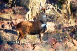 LOT 1 1x BOSBOK/BUSHBUCK RAM (Photo Example of Specie)