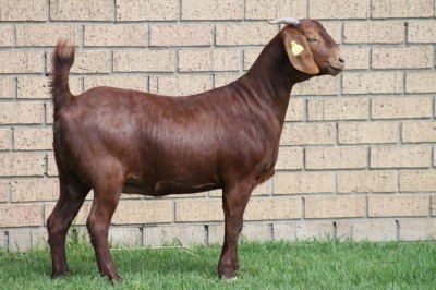 LOT 8 1X KALAHARI RED OOI/EWE