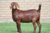 LOT 8 1X KALAHARI RED OOI/EWE - 2