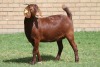 LOT 8 1X KALAHARI RED OOI/EWE - 3