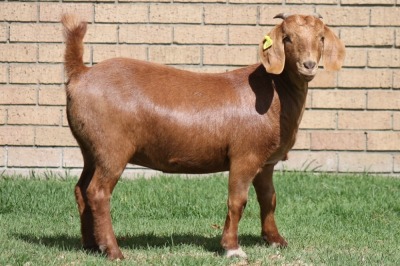 LOT 9 1X KALAHARI RED OOI/EWE