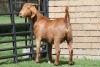 LOT 9 1X KALAHARI RED OOI/EWE - 3