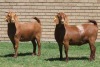 LOT 10 2X KALAHARI RED OOI/EWE (PER STUK OM LOT TE NEEM)