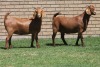 LOT 10 2X KALAHARI RED OOI/EWE (PER STUK OM LOT TE NEEM) - 2