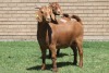 LOT 10 2X KALAHARI RED OOI/EWE (PER STUK OM LOT TE NEEM) - 3