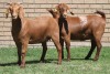 LOT 10 2X KALAHARI RED OOI/EWE (PER STUK OM LOT TE NEEM) - 4