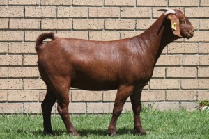 LOT 13 1X KALAHARI RED OOI/EWE