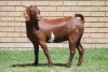 LOT 13 1X KALAHARI RED OOI/EWE - 2