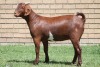 LOT 13 1X KALAHARI RED OOI/EWE - 4