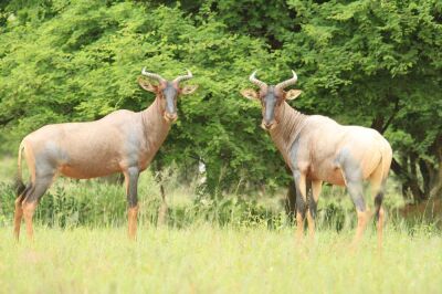 LOT 3  4x TSESSEBE Family Group (PER STUK OM LOT TE NEEM/PER PIECE TO TAKE THE LOT) Photo sample of Specie