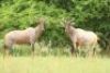 LOT 3&nbsp; 4x TSESSEBE Family Group (PER STUK OM LOT TE NEEM/PER PIECE TO TAKE THE LOT) Photo sample of Specie