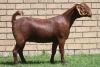 LOT 14 1X KALAHARI RED OOI/EWE