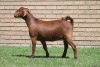 LOT 15 1X KALAHARI RED OOI/EWE