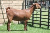 LOT 15 1X KALAHARI RED OOI/EWE - 2