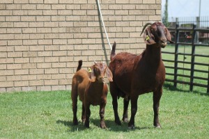 LOT 16 1+1X KALAHARI RED OOI/EWE