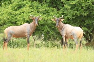 LOT 4  4x TSESSEBE Family Group (PER STUK OM LOT TE NEEM/PER PIECE TO TAKE THE LOT) Photo sample of Specie