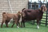 LOT 17 1+2X KALAHARI RED OOI/EWE - 2