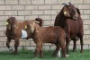 LOT 17 1+2X KALAHARI RED OOI/EWE - 3