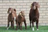 LOT 17 1+2X KALAHARI RED OOI/EWE - 5