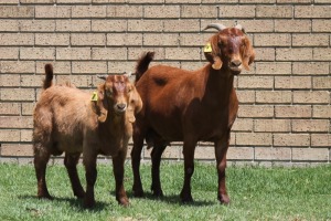 LOT 18 1+1X KALAHARI RED OOI/EWE