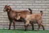 LOT 18 1+1X KALAHARI RED OOI/EWE - 2