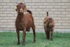 LOT 18 1+1X KALAHARI RED OOI/EWE - 5