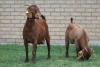 LOT 18 1+1X KALAHARI RED OOI/EWE - 6