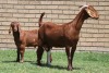 LOT 19 1+1X KALAHARI RED OOI/EWE