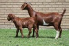 LOT 19 1+1X KALAHARI RED OOI/EWE - 2