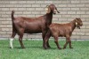 LOT 19 1+1X KALAHARI RED OOI/EWE - 3