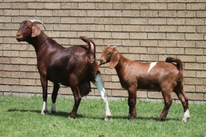 LOT 20 1+1X KALAHARI RED OOI/EWE