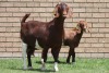 LOT 20 1+1X KALAHARI RED OOI/EWE - 2