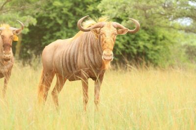 LOT 6 1x GOUE WILDEBEES BUL/ GOLDEN WILDEBEEST BULL - ILLOVO 32 1/8"