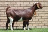 LOT 20 1+1X KALAHARI RED OOI/EWE - 3