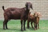 LOT 21 1+2X KALAHARI RED OOI/EWE - 4