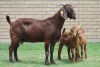 LOT 21 1+2X KALAHARI RED OOI/EWE - 5