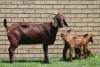 LOT 21 1+2X KALAHARI RED OOI/EWE - 6