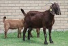 LOT 21 1+2X KALAHARI RED OOI/EWE - 8