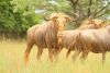 LOT 6 1x GOUE WILDEBEES BUL/ GOLDEN WILDEBEEST BULL - ILLOVO 32 1/8" - 2