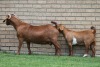 LOT 22 1+1X KALAHARI RED OOI/EWE