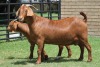 LOT 22 1+1X KALAHARI RED OOI/EWE - 2