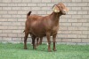 LOT 22 1+1X KALAHARI RED OOI/EWE - 3