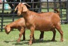 LOT 22 1+1X KALAHARI RED OOI/EWE - 4