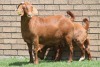 LOT 22 1+1X KALAHARI RED OOI/EWE - 6