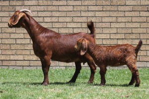 LOT 23 1+1X KALAHARI RED OOI/EWE